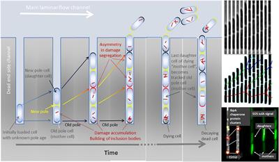 Senescence in Bacteria and Its Underlying Mechanisms